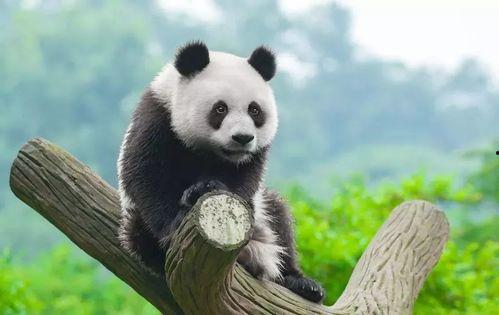 娱乐吃瓜熊猫视频下载,娱乐瞬间尽收眼底  第3张