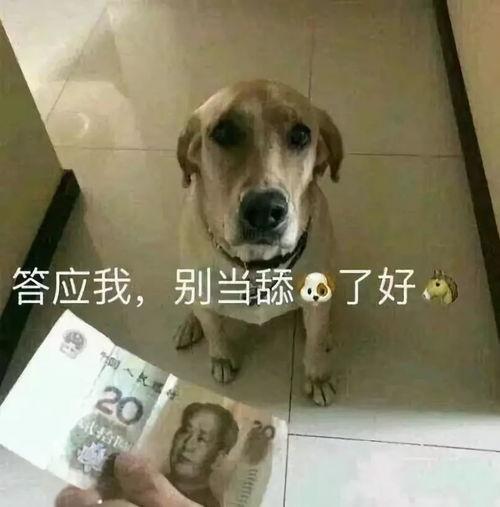 娱乐吃瓜酱舔狗  第2张